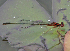 Scarlet Bluet